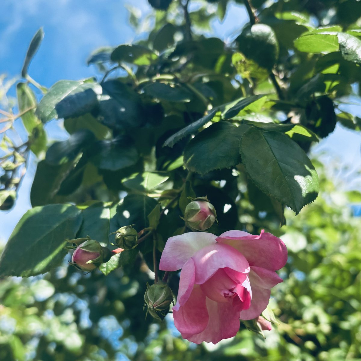 何年も前に枯れたと思っていた蔓薔薇ソンブロイユが咲いていてびっくりしました🫢
蔓薔薇ジャスミーナも開き始め