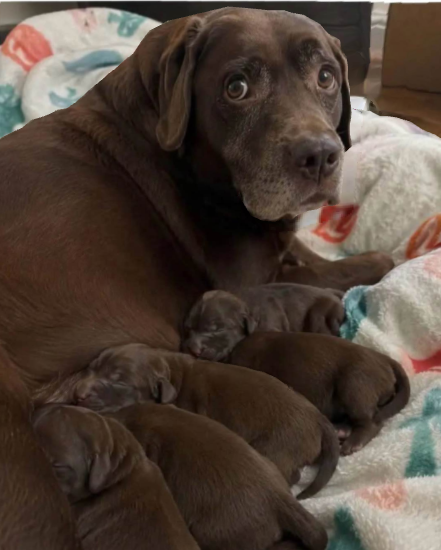 Parkta bu köpeği terk eden kişiye… Umarım geceleri rahat uyuyabilirsiniz.
Sabahın erken saatleriydi. Her zamanki gibi işe gidiyordum. Onu gözümün ucuyla gördüm—hemen durmadım, yirmi metre kadar daha sürdüm ve sonra artık devam edemedim. Geri döndüm.
İki sabah önce, terk
