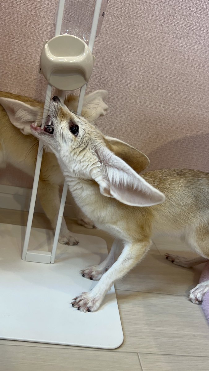 SatsukiT16's tweet photo. こんにちは！
本日2週間ぶりに出勤してます！
先週……というかGWは大好きな動物とふれあいができるところに行ってました🐕 ͗ ͗
とても癒されて私も元気になりました✨️
本日20時までになっていますが、ご予約の際に相談してくだされば延ばすこともできますのでお気���にお問い合わせください！ https://t.co/10MHiOgNHm