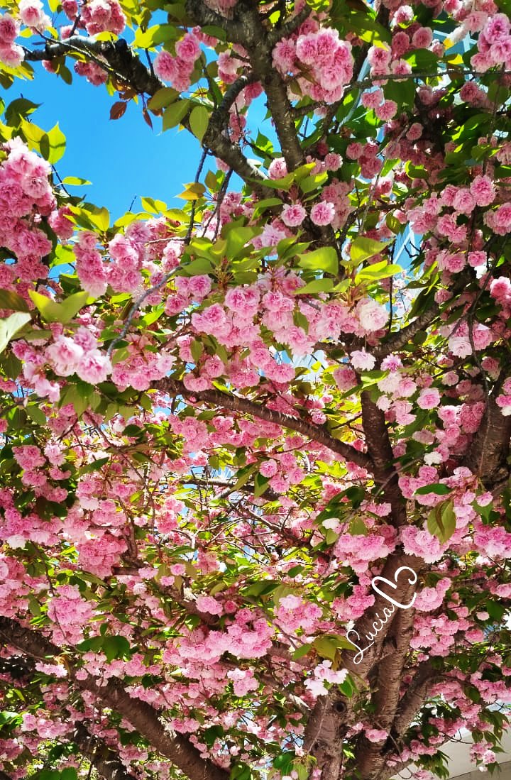 Lucia1041903411's tweet photo. ᯓ˚˖𓍢ִ໋🌸⋆.  Muy Buenos dias  ˚࿔❀
⤷ ゛📸 ˎˊ˗  mía💞 https://t.co/yCuMt2YVMY