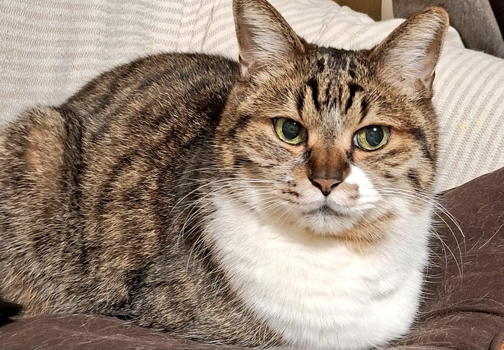 darucharo's tweet photo. 爽やかな5月🍀元気な2匹🐈#cats  #幸せ時間 #仲良し #GW #可愛い苔 #猫 https://t.co/wW8Txzwgds