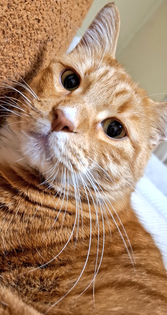 darucharo's tweet photo. 爽やかな5月🍀元気な2匹🐈#cats  #幸せ時間 #仲良し #GW #可愛い苔 #猫 https://t.co/wW8Txzwgds