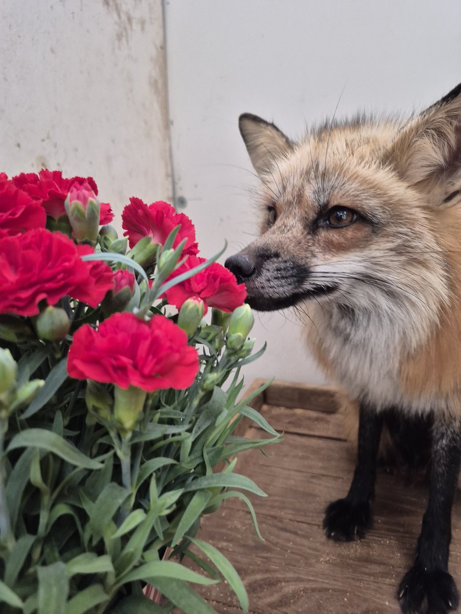 たまも🦊 (@TamamofuFox) / Posts / X