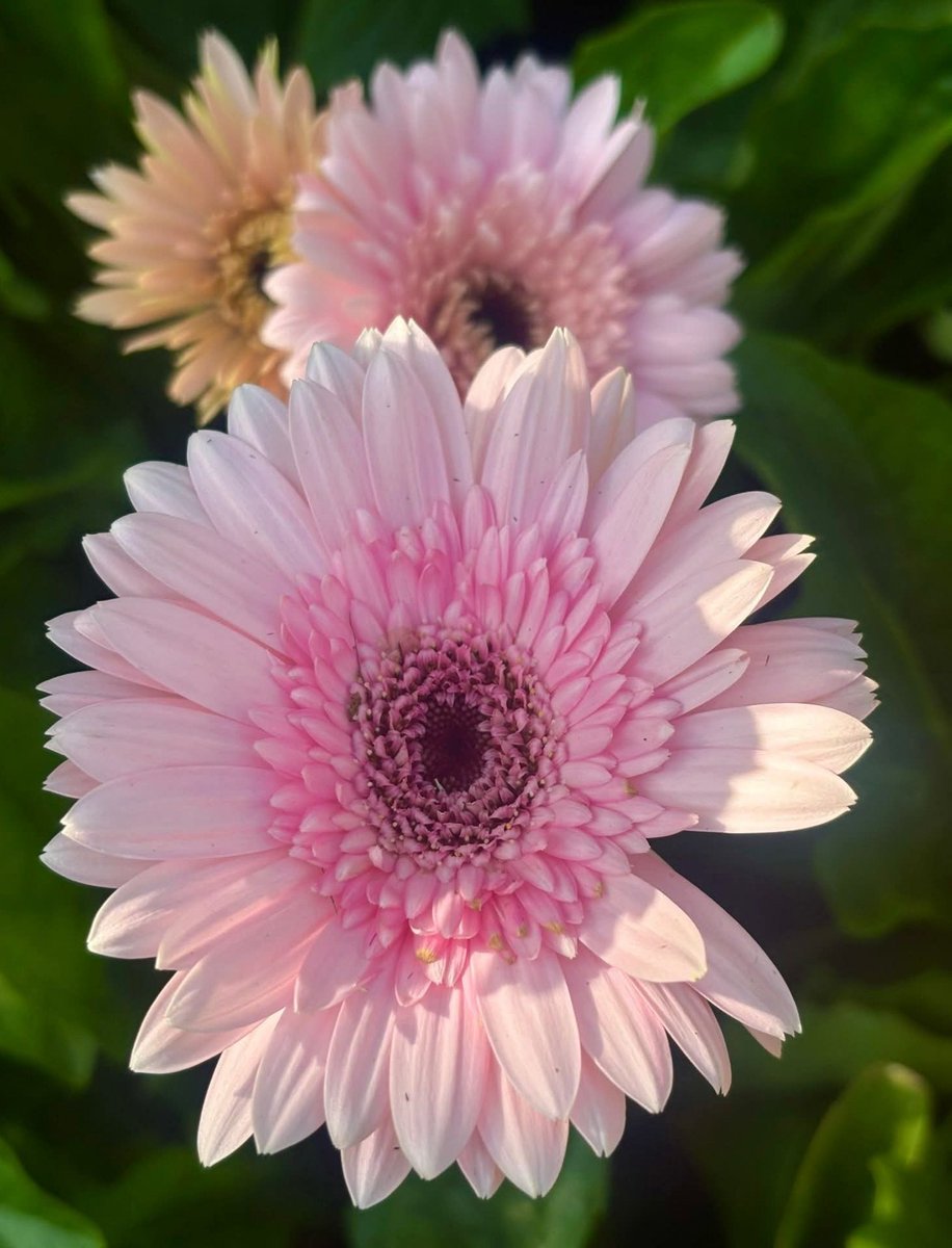 pequeña tweet media