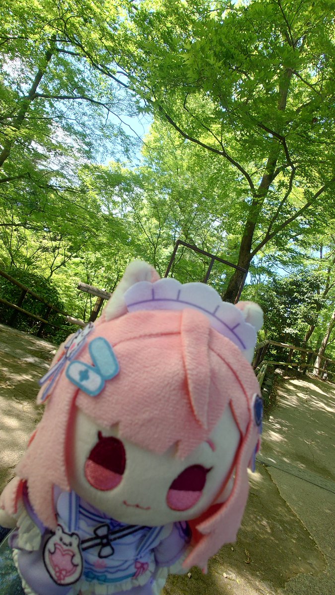 nyanko113nyanko's tweet photo. 北野天満宮。牛のロースを撫でた。最近痛いんだよね。御土居の青もみじやってて、涼し気で癒やされた。
#結城さくな
#さくなぬいtrip
#397cp https://t.co/u2BNr72imF