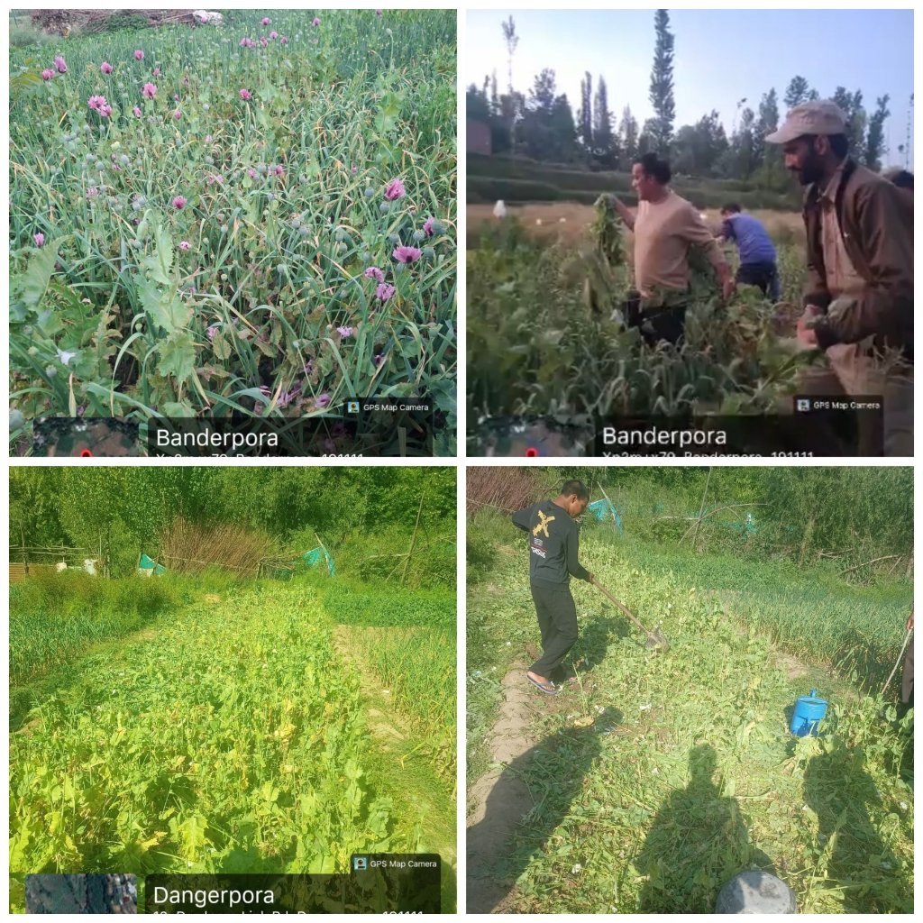 BudgamPolice's tweet photo. Budgam Police, under #NashaMuktJKAbhiyaan, destroyed illicit poppy cultivation during anti-narcotics operations. Two FIRs under NDPS Act registered. Strict action against narcotics-related activities will continue across the district.
@JmuKmrPolice 
@KashmirPolice https://t.co/9pQYuBDL2f