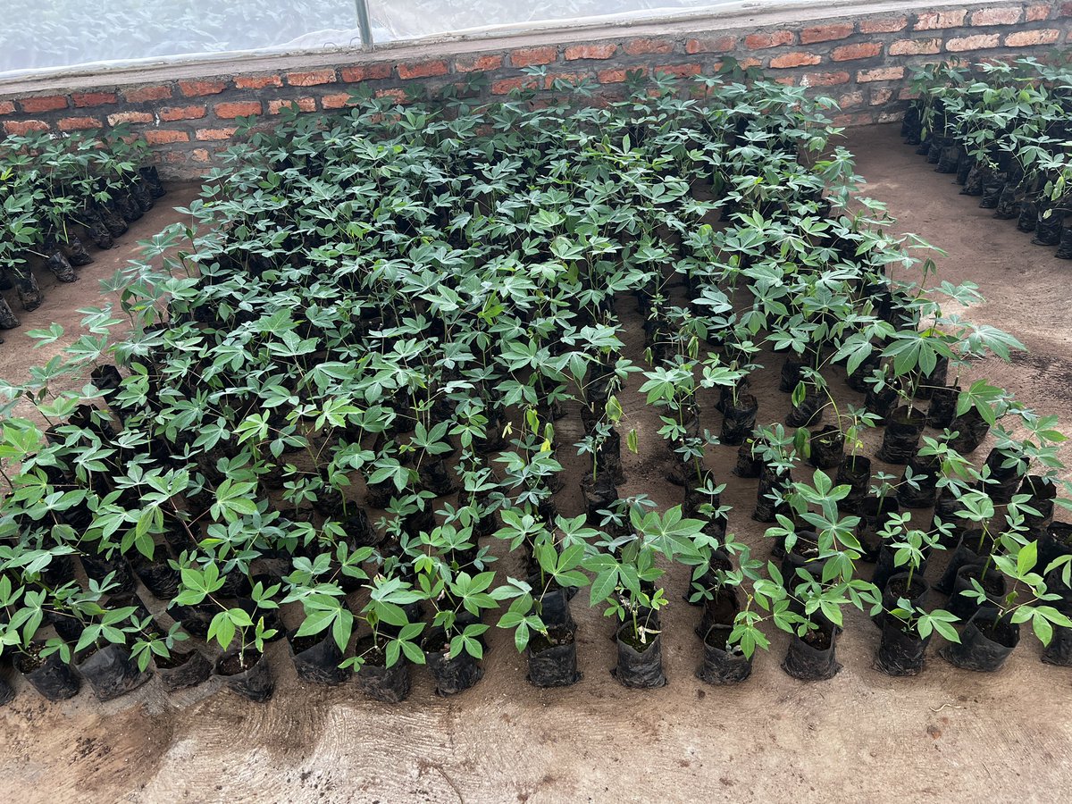 AGRONOMME 🇷🇼 tweet media