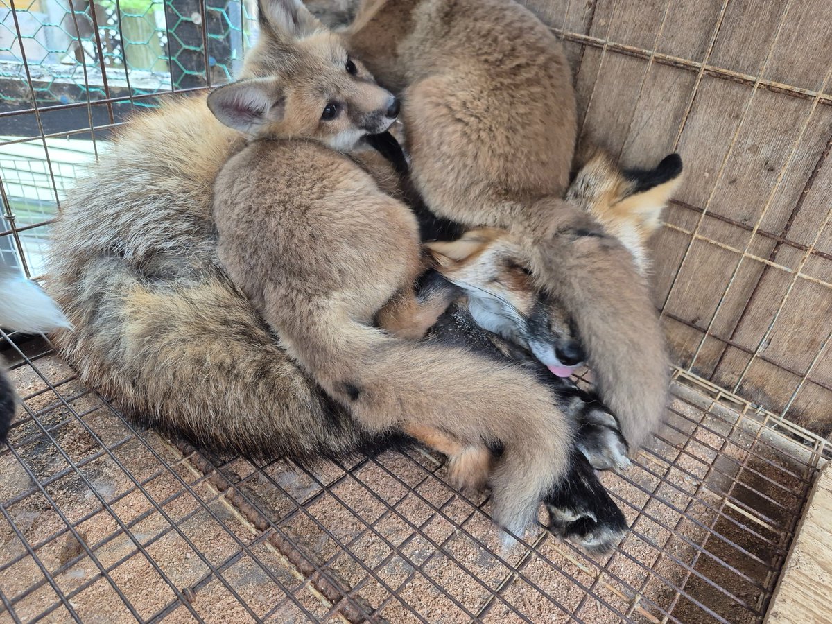 宮城蔵王キツネ村(公式)🦊 tweet media