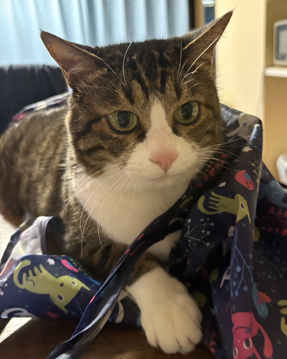 お疲れ様でーす😽🐾🛍️袋大好き〜 #猫好きさんと繋がりたい