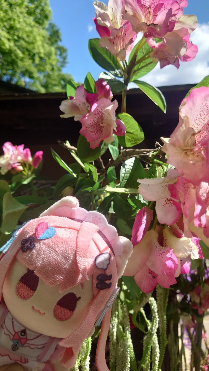 nyanko113nyanko's tweet photo. 北野天満宮。牛のロースを撫でた。最近痛いんだよね。御土居の青もみじやってて、涼し気で癒やされた。
#結城さくな
#さくなぬいtrip
#397cp https://t.co/u2BNr72imF