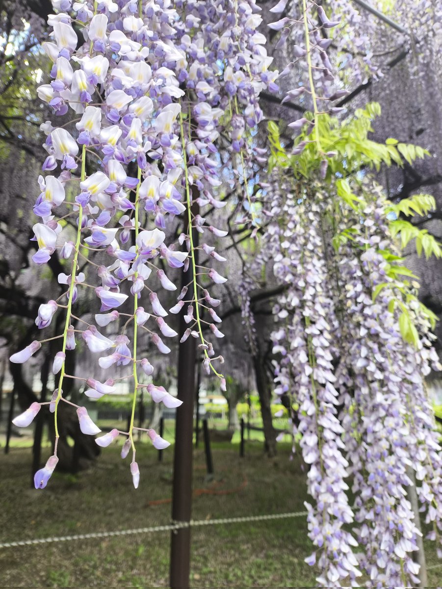 Ry_r_ry's tweet photo. ちょっと曇ってたけど藤の花見に行ってきた🪻
すごい良い香りだった🥰 https://t.co/DY6DMlPxkn