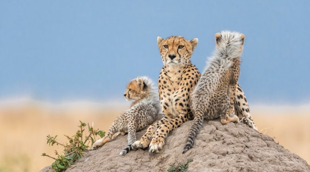 Kenyan Cheetahs to Find New Home in Banni Grasslands in Gujarat
deshgujarat.com/2026/05/09/ken…