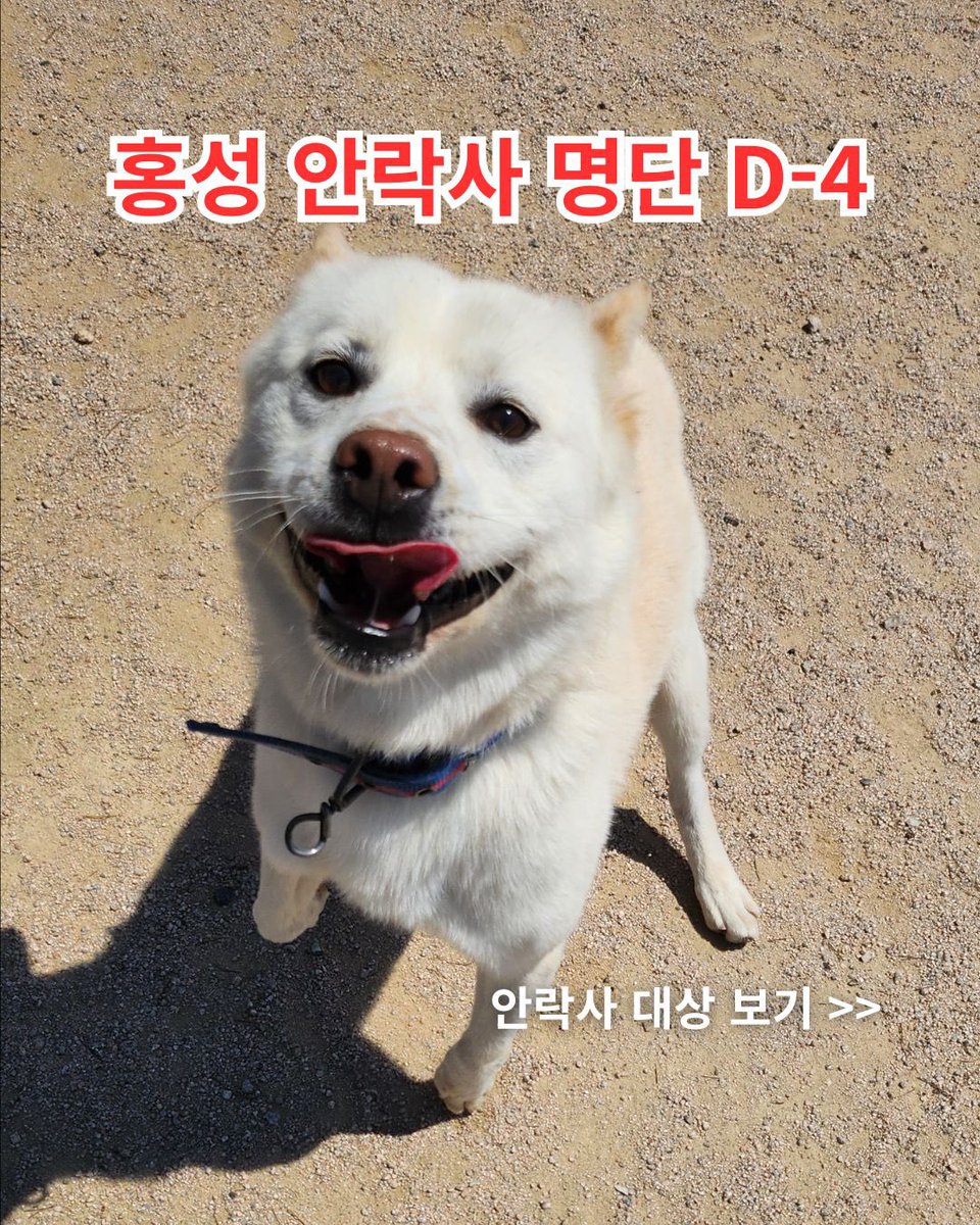 5/13 안락사🚨홍성 유기견 입양 홍보 tweet media