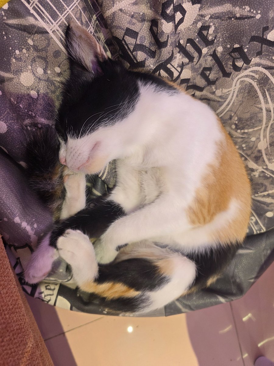 T.scenic tweet media