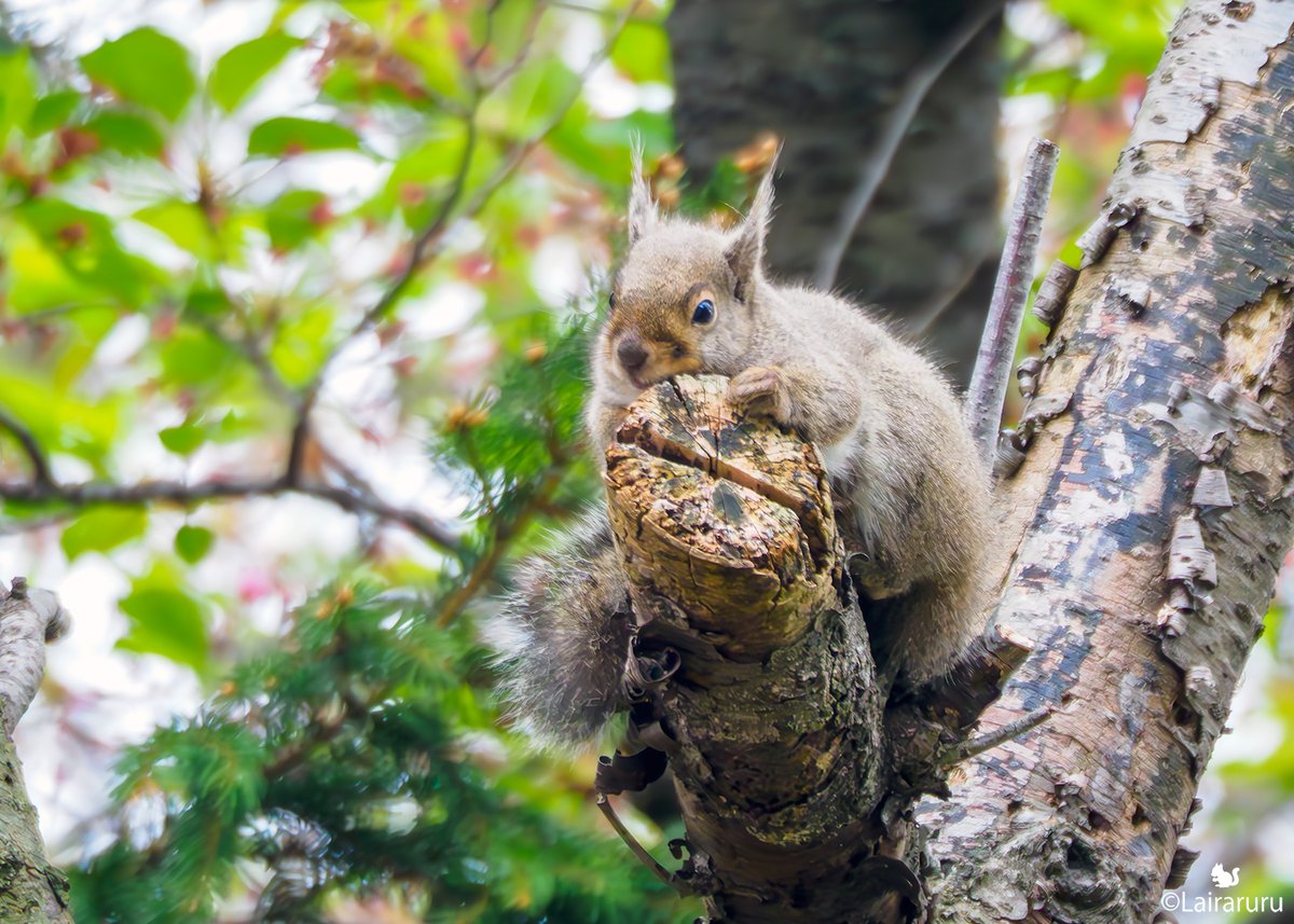 るる Lairaruru🐿🦋🌎🇯🇵 tweet media
