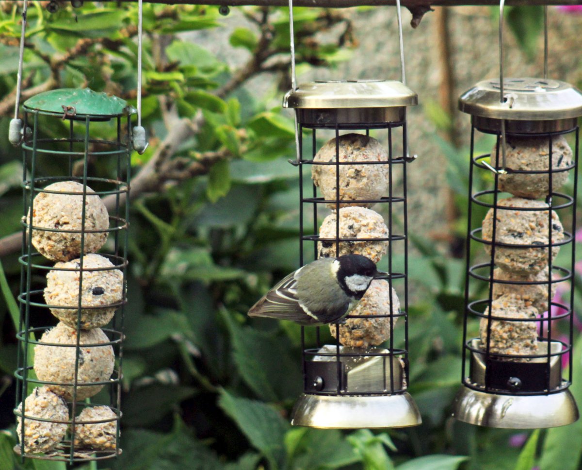 MorvienR's tweet photo. I've been finding my fat ball holders down on the ground several times this week🤔so had to fix them so they stay in place and wonder who the culprit is😎@Team4Nature @Natures_Voice @NatureUK @WildlifeTrusts @squirrellovers_ @WildlifeMag @WildernFriends https://t.co/mdLcSIBBfA