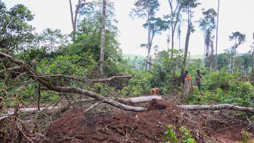 NanshemezaConn2's tweet photo. Every tree cut in Bugoma Central Forest Reserve is a threat to wildlife, climate, water sources, and future generations. Conservation is no longer an option, it is a responsibility we must all protect together.
#SaveBugomaForest https://t.co/lZPZ2StV8X