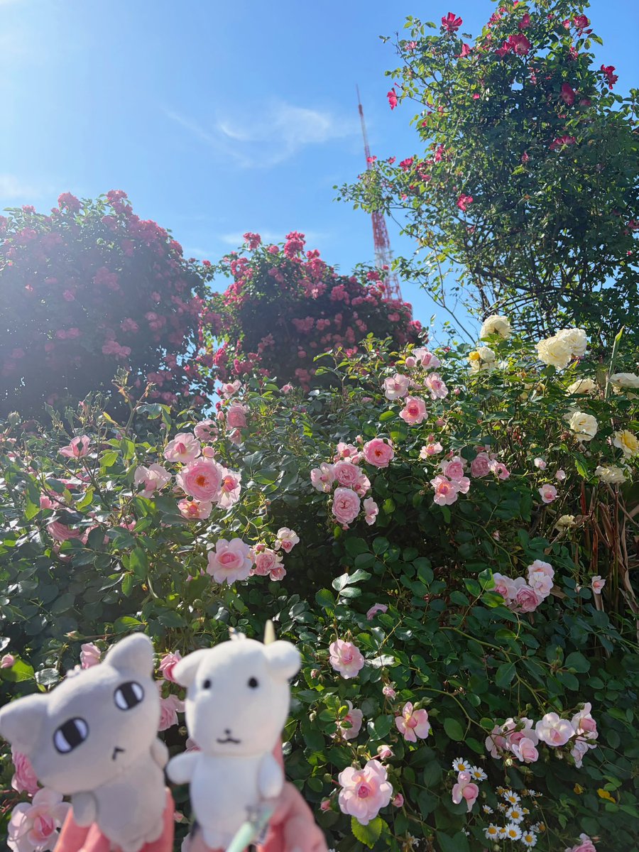 ガナディ日和(ᐢ∩ ̫<ᐢ)
