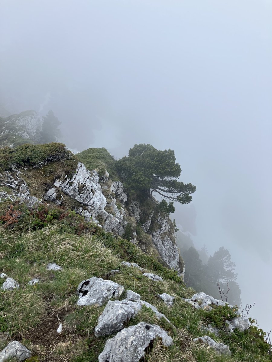 Clalaucla's tweet photo. Bivouac au rocher de Chalves pour observer les Tetras lyre. Belles observations à la jumelle au sommet des épicéas #chartreuse #nature #chalves https://t.co/3UiqEN3ICq