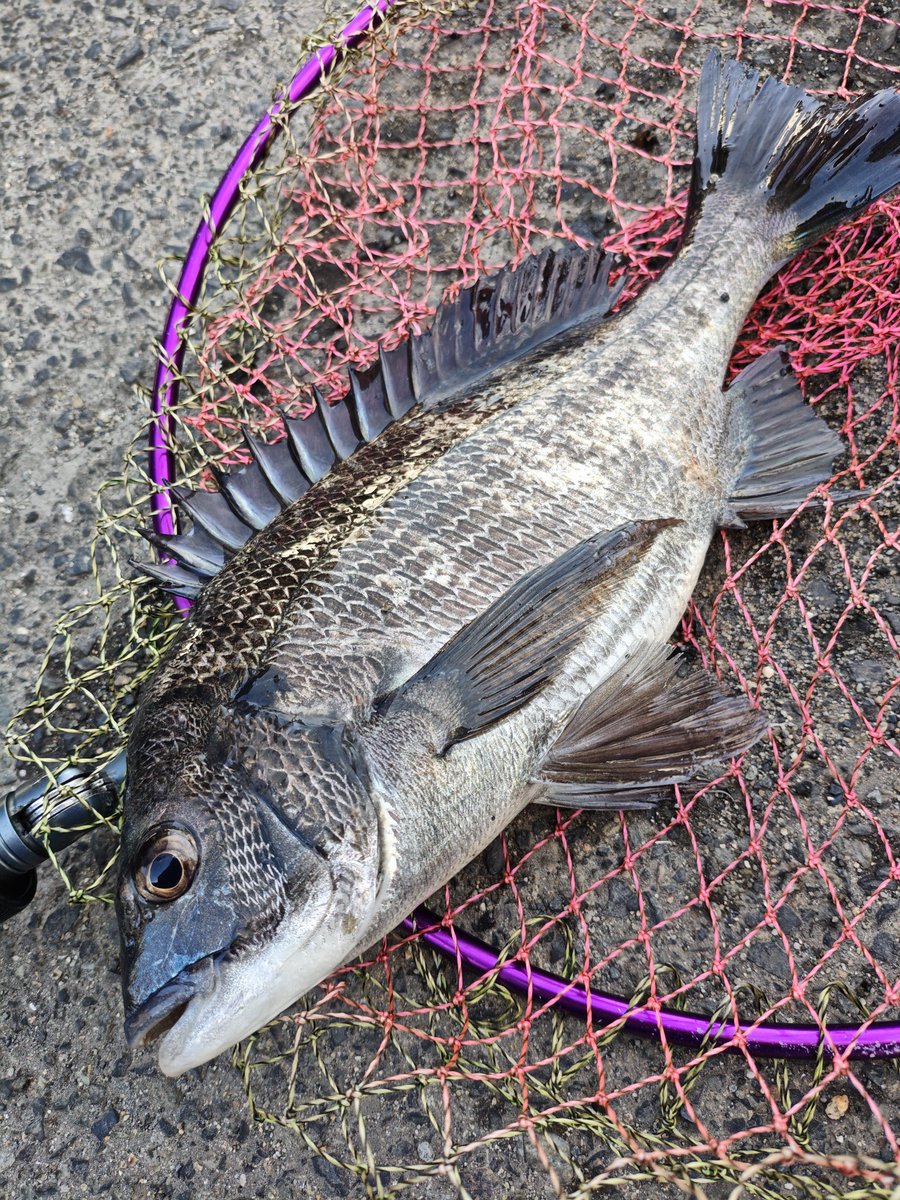 DouLuckJinsei's tweet photo. 蟹さんの釣��は難しくて…
テンポ悪くて…
苦手です。😩
本日の釣果は黒✕1 黄色✕1 バラシ数回
早く黒い餌で釣りしたいなぁ。😩
#ヘチ釣り #目印落とし込み #黒鯛 #キビレ https://t.co/u4qi8NJfb7