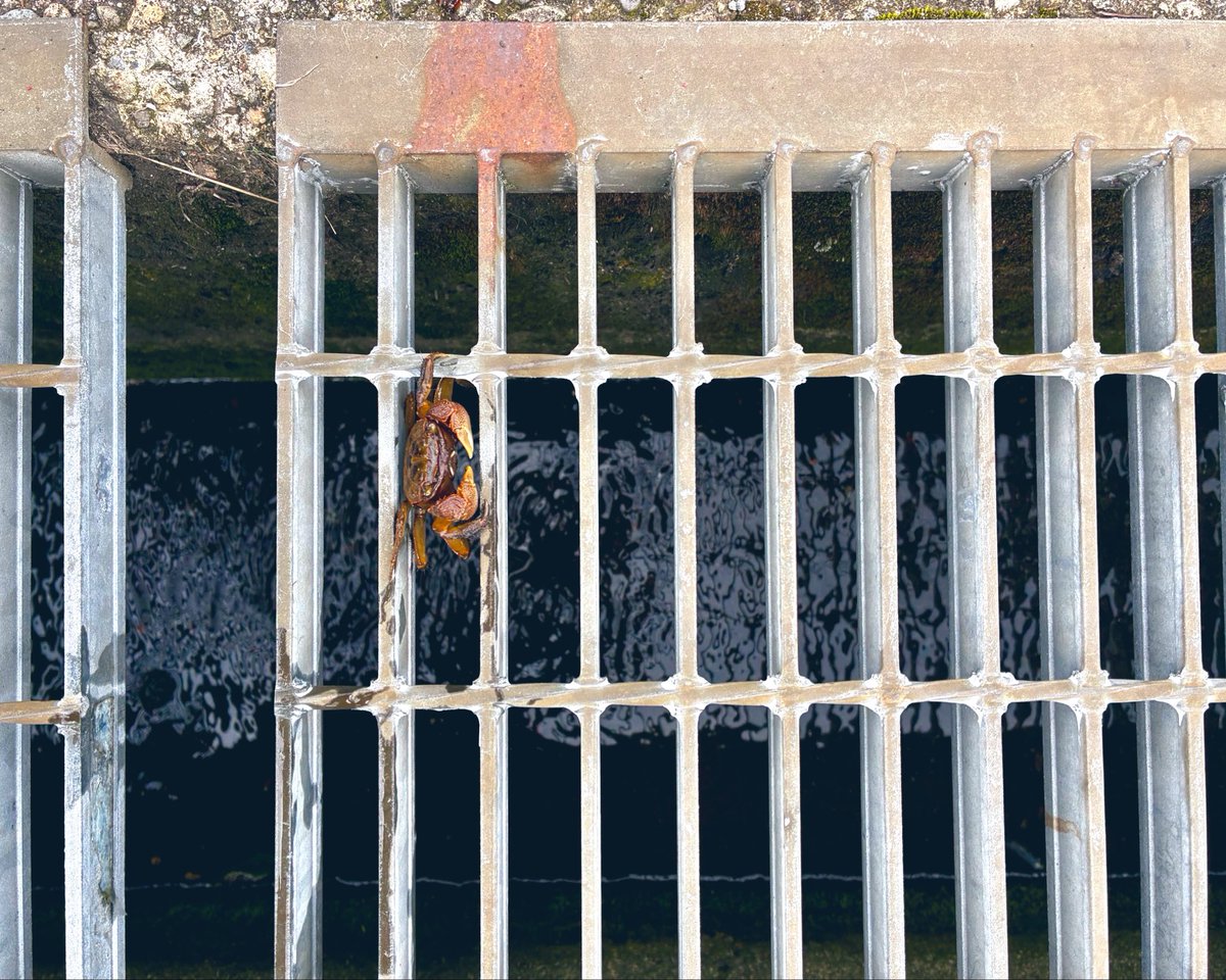 お花の冷蔵庫の中でカニを見つけて、近くの側溝に放した。海までは少し距離があるけれど、自力で来たのだから自力で帰れるはず。