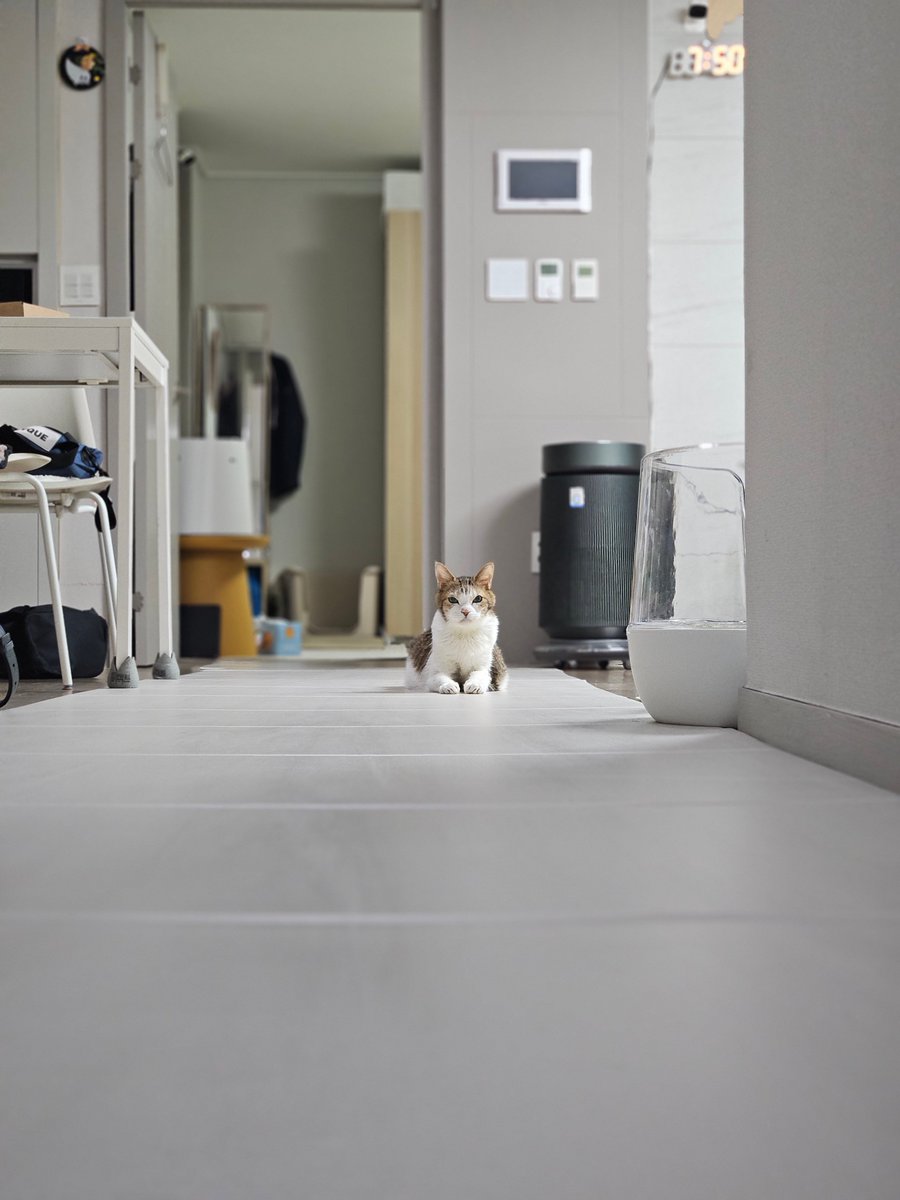 hachi1 tweet media