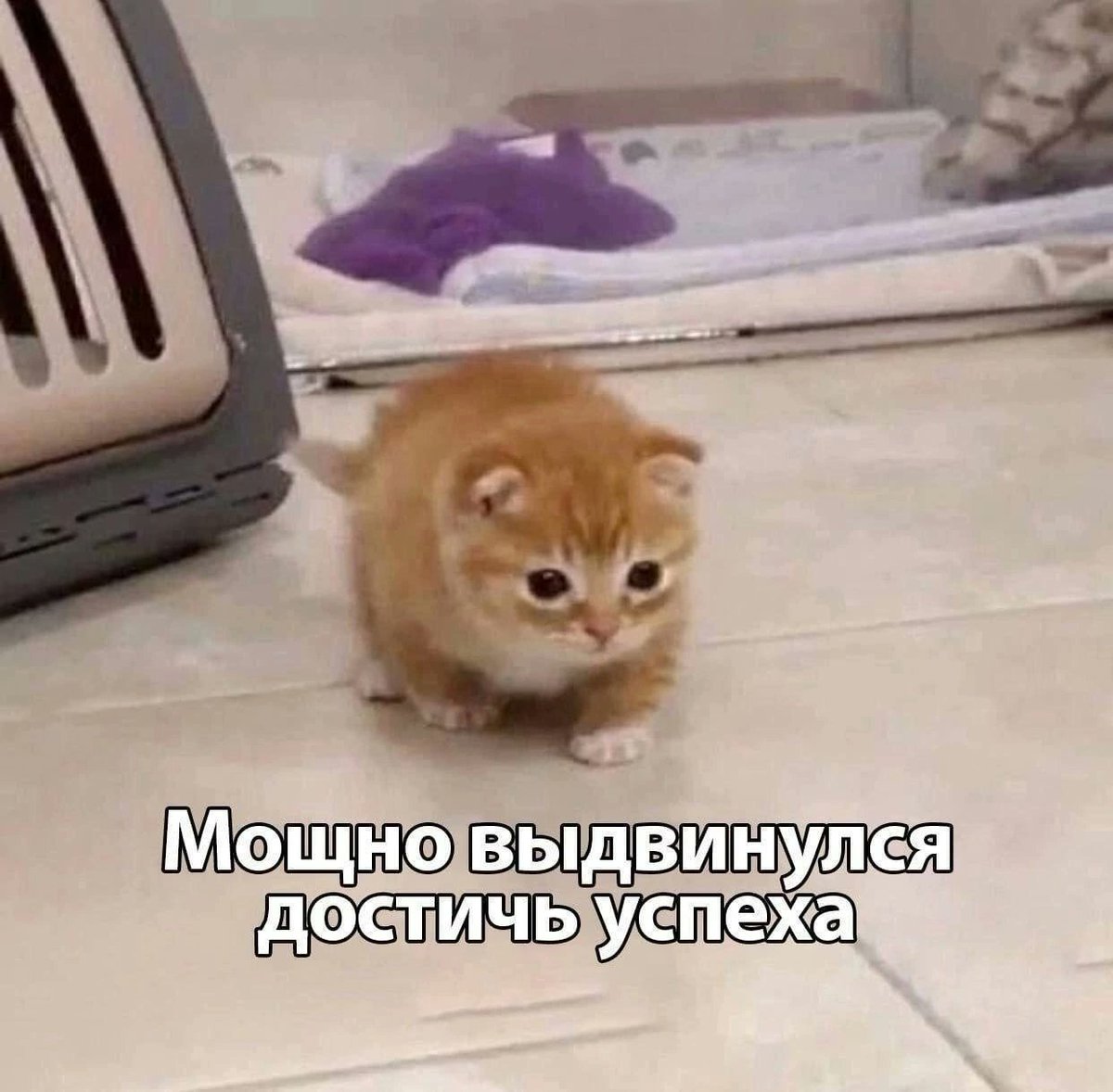 мявушка умрицкая tweet media