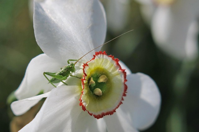 Peterson Shilo tweet media