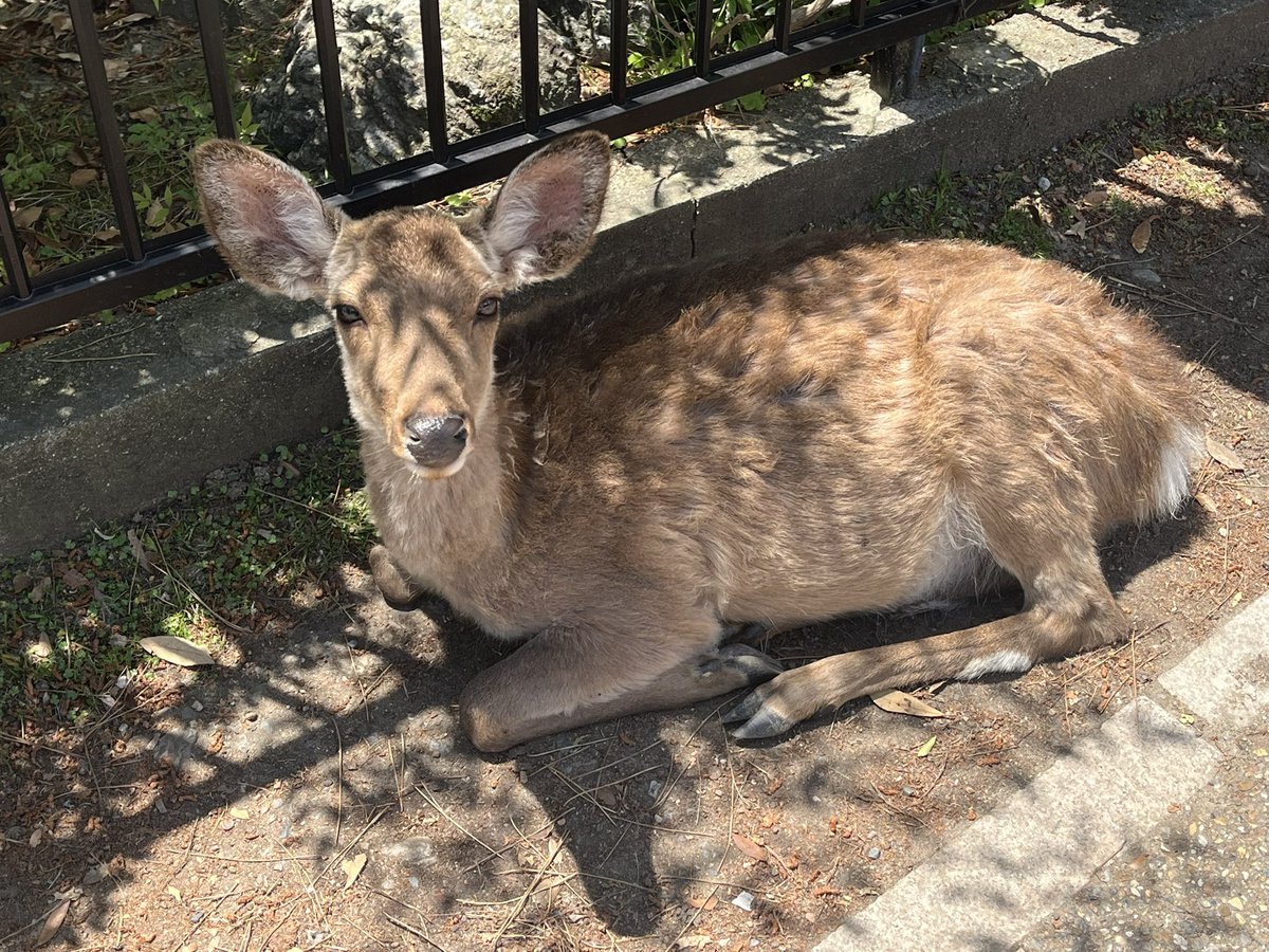 本日奈良国立博物館界隈にいらした、カメラ目線賜ったシカ🦌さん達