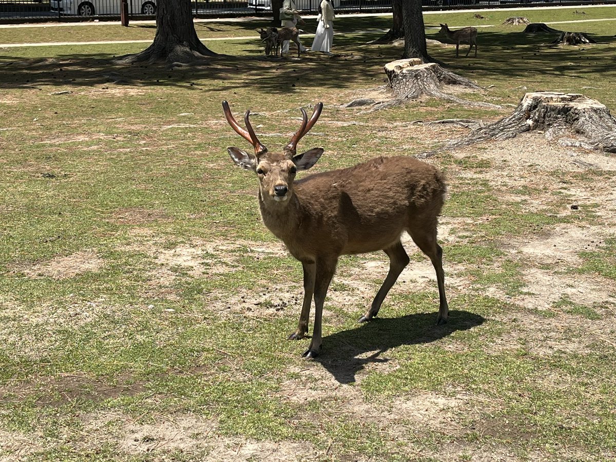 本日奈良国立博物館界隈にいらした、カメラ目線賜ったシカ🦌さん達