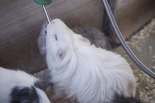 chanelichigo's tweet photo. 動物園のモルモット🍵

#モルモット #テンジクネズミ #guineapig #動物園 #動物 #animal #zoo #guineapig #cavia #動物写真好きな人と繫がりたい #動物好きな人と繫がりたい #動物が好き #モルモットが好き #動物写真 #動物園写真

🚢 https://t.co/C06bqLQytD