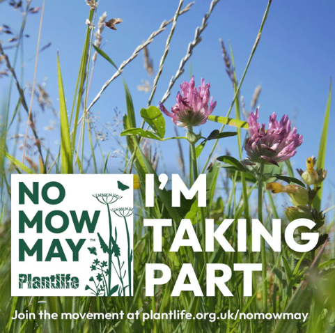 RGWritesFantasy's tweet photo. Take part in No Mow May to support pollinators, increase biodiversity, and create healthier lawns.
And leave a section of your garden wild all year round.
Save the bees - save the planet
#SaveBees #WildlifeCare #SupportWildlife #NoMowMay https://t.co/UROjPsqW8o