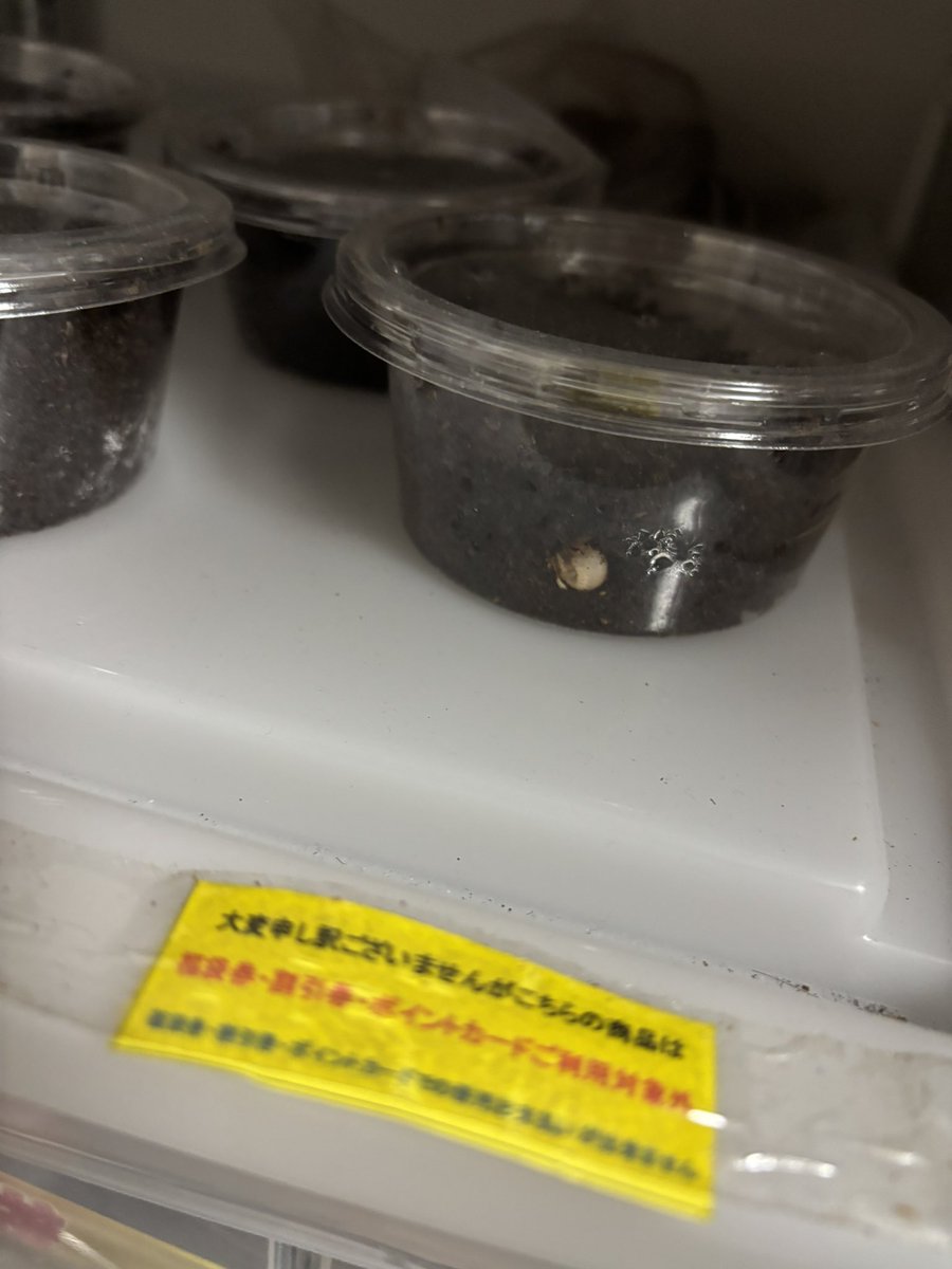 herculesugi's tweet photo. ヤヌスアルゼンチヌム無事孵化してきました。まだ2/4。がんばってくれよー https://t.co/XguNEQn06D