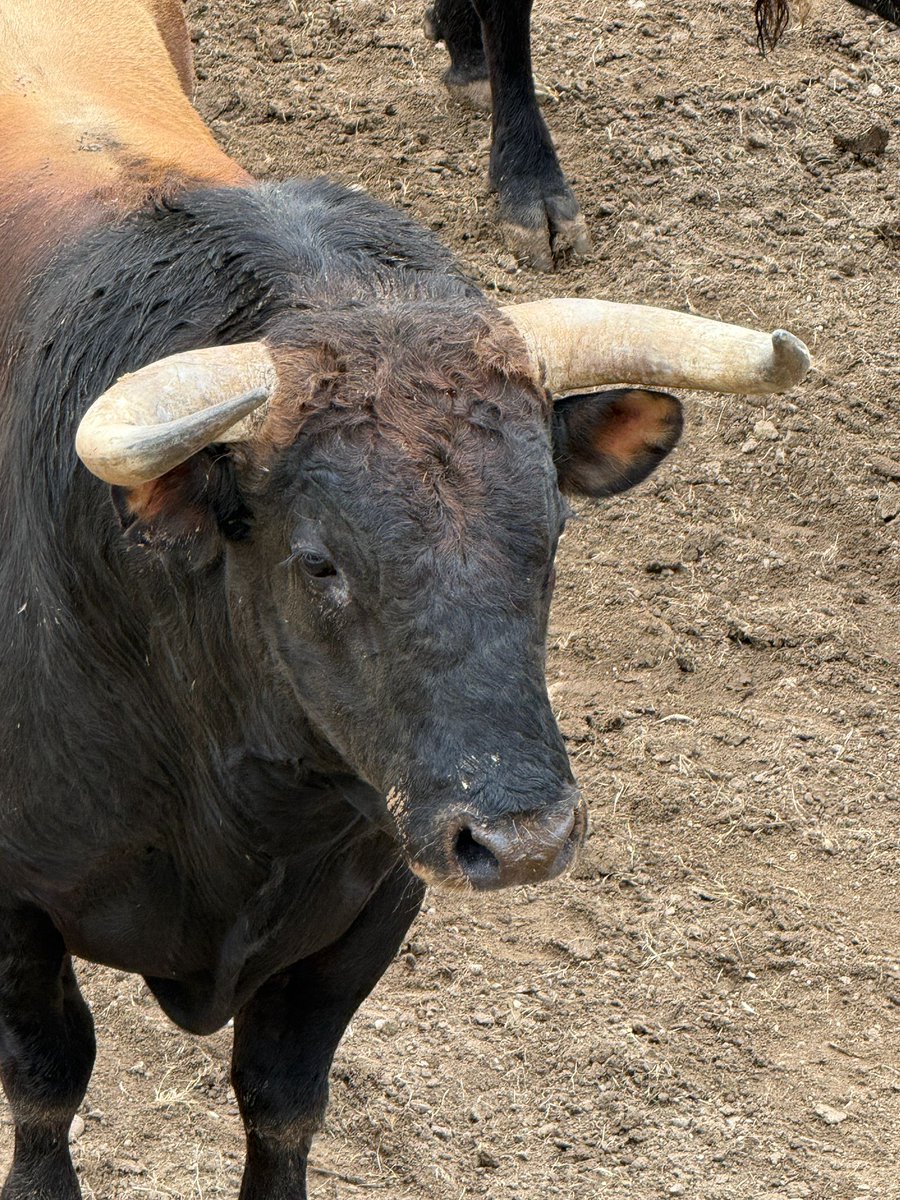 integridadtoros's tweet photo. Toros de Jandilla que serán lidiados mañana en Valladolid. Sobran las palabras. Asco de taurinos! https://t.co/bXdvaeMBU5