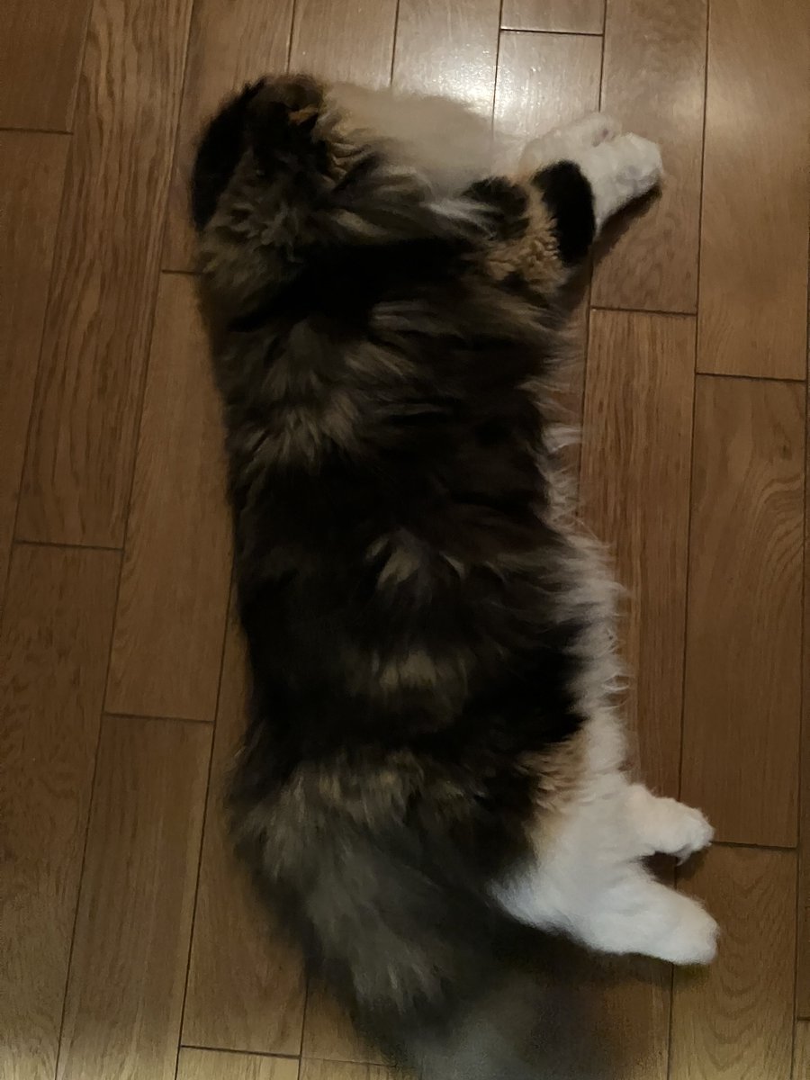 クスノキ tweet media