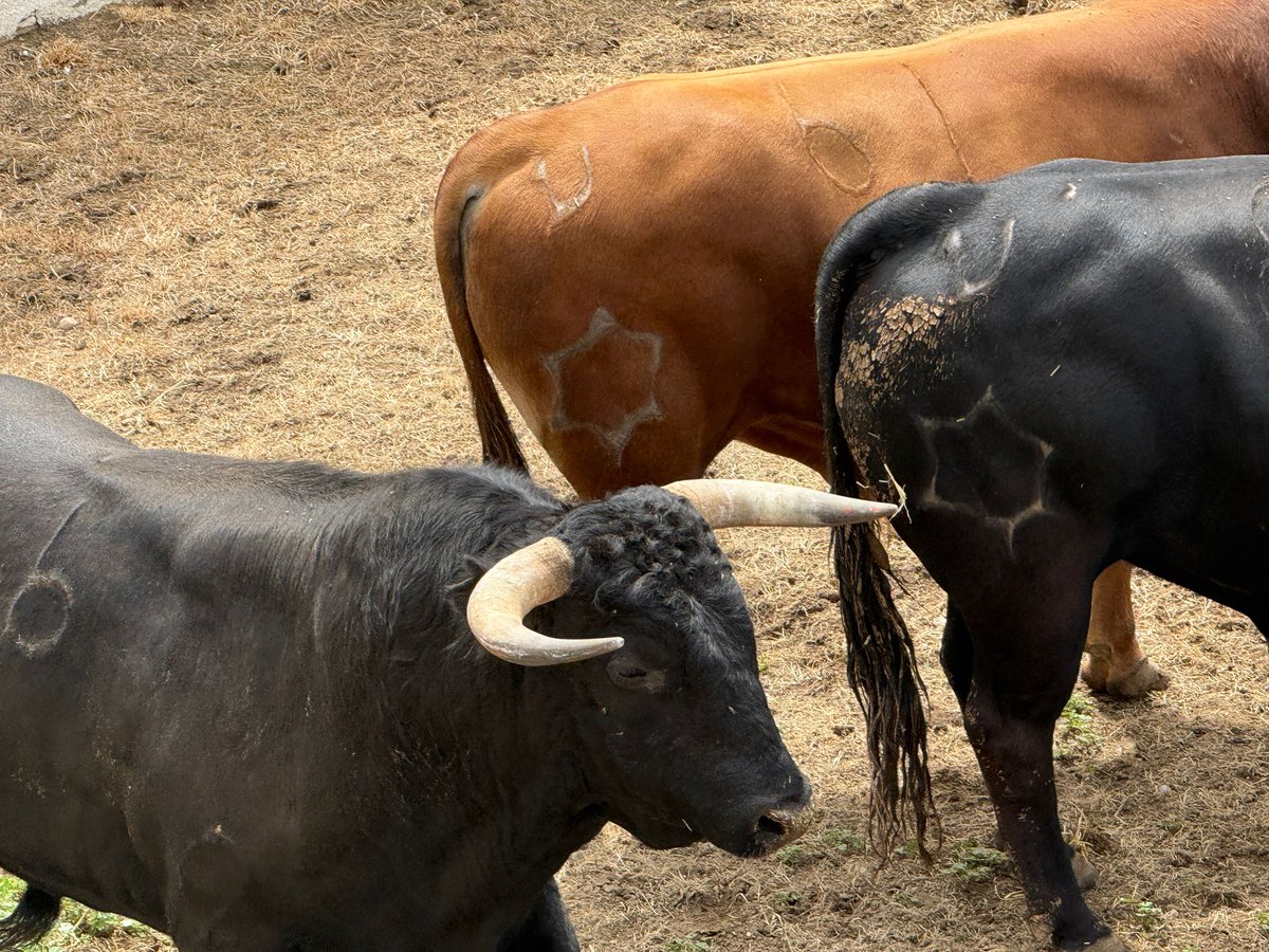 integridadtoros's tweet photo. Toros de Jandilla que serán lidiados mañana en Valladolid. Sobran las palabras. Asco de taurinos! https://t.co/bXdvaeMBU5