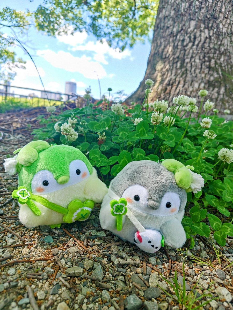 🐧🍀大阪城のシロツメクサはとっても大きかったのだなぁ…陽当たりがいいのかな☀️