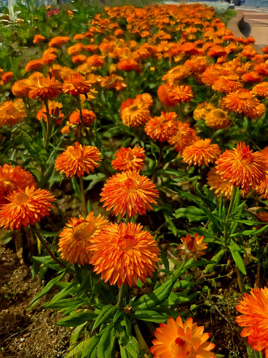 Strawflower🌸💚🌼✨️​#strawflowers ​#everlastingflowers. #flowers