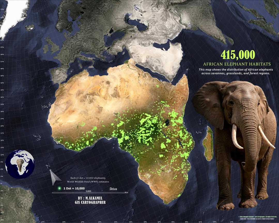 esrigram's tweet photo. In honor of World Wildlife Day 🐘🌍, we're featuring this powerful dot density map created by Mohamed AlKamel from Elite Agro Projects.

Each dot represents 10,000 elephants, visualizing Africa's estimated 415,000 elephants across savannas, forests, an... https://t.co/7b4OEReOJM