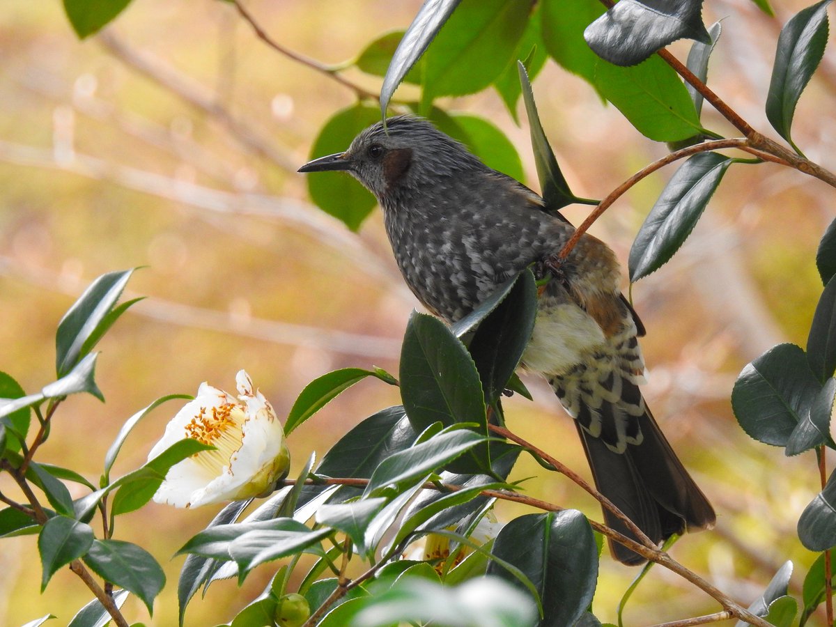 pintailduck01 tweet picture