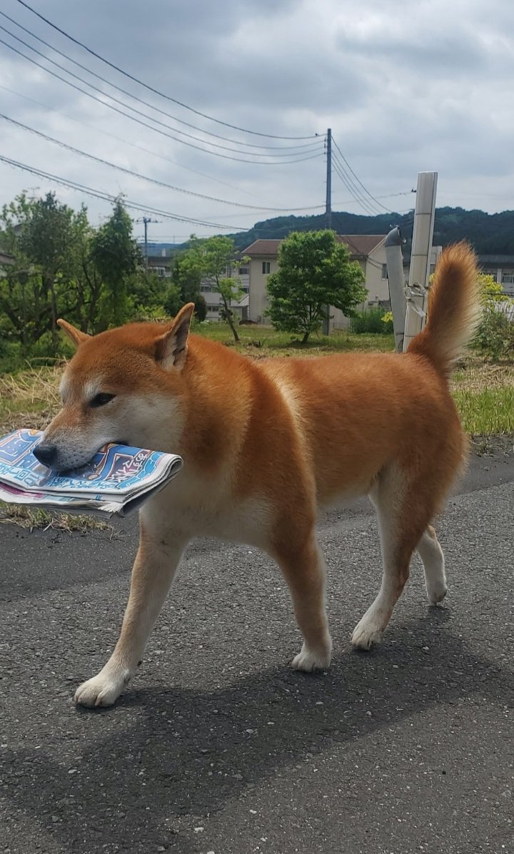 幸太との思い出写真館 tweet media