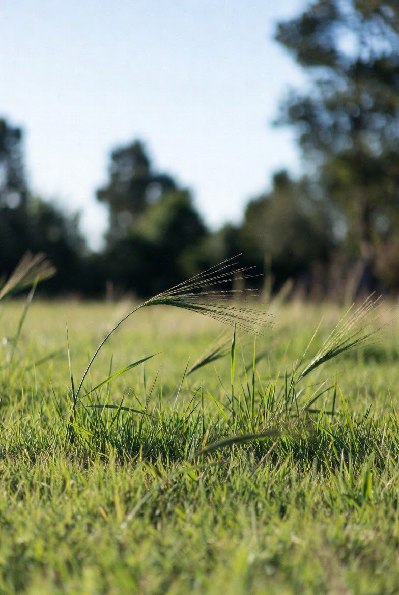 Grass tweet media
