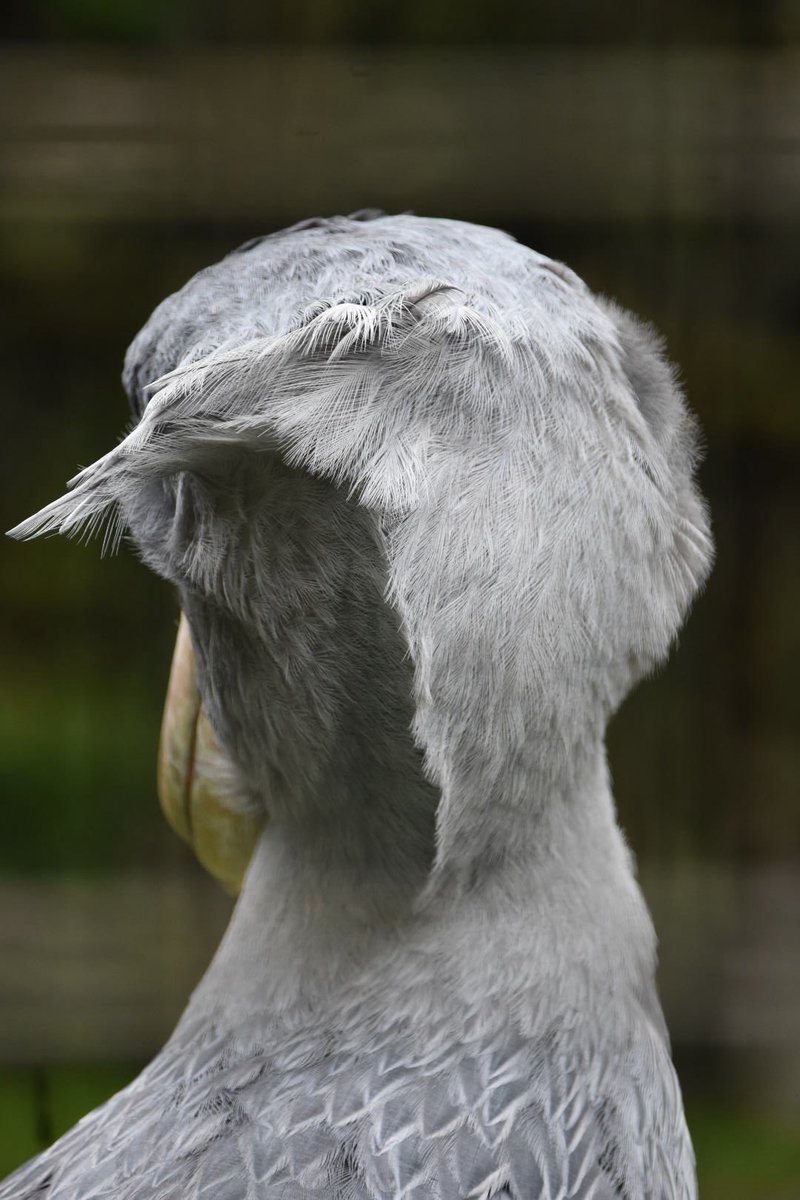 8naaatm3's tweet photo. #ありがとう鳥類水系ゾーン
#千葉市動物公園 
#ハシビロコウ
いつも気になるしずかさんのヘアスタイル
楽しみをありがとう🌸また会う日まで💓 https://t.co/Esa6DDqR2W
