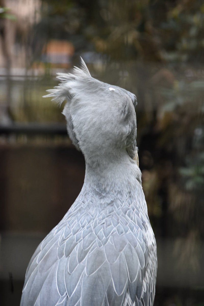 8naaatm3's tweet photo. #ありがとう鳥類水系ゾーン
#千葉市動物公園 
#ハシビロコウ
いつも気になるしずかさんのヘアスタイル
楽しみをありがとう🌸また会う日まで💓 https://t.co/Esa6DDqR2W