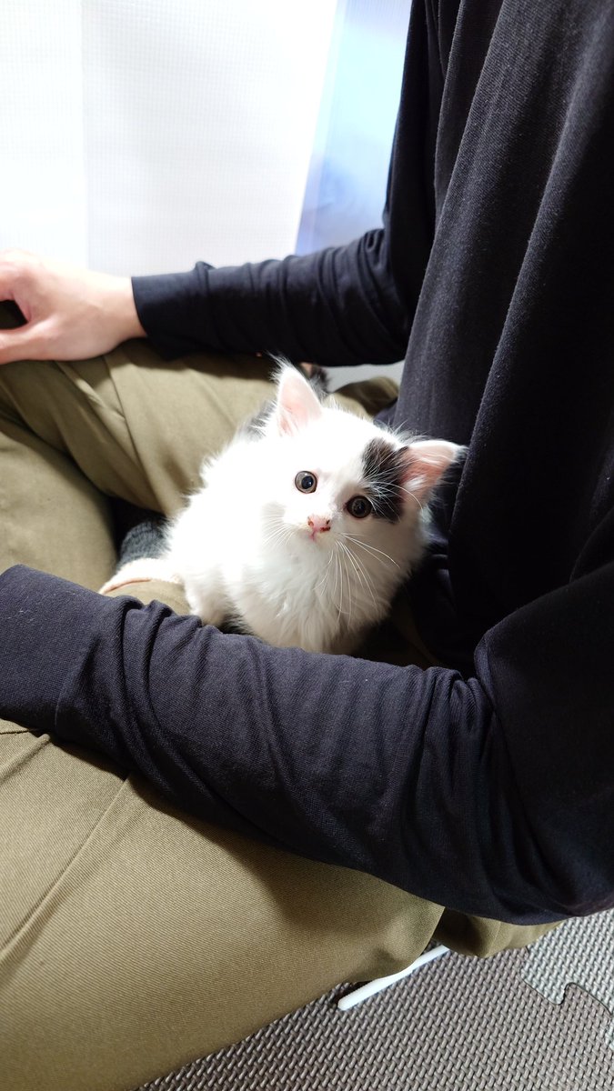 なんと言う事でしょう！
旦那さんが良いなんて｡ﾟヾ(ﾟ`ω´ﾟﾉｼﾟ｡)ﾉｼ
羨ましいぃぃ｡ﾟ(ﾟ´ω`ﾟ)ﾟ｡ﾋﾟｨ-

#ふわ猫のるぅ