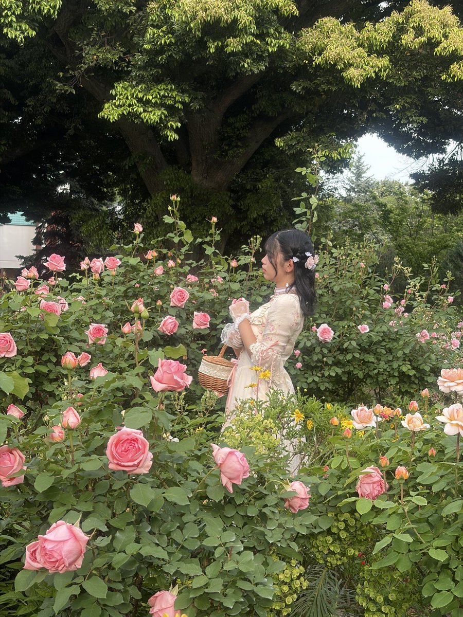 ちゃま🐝🌻claVa puella tweet media