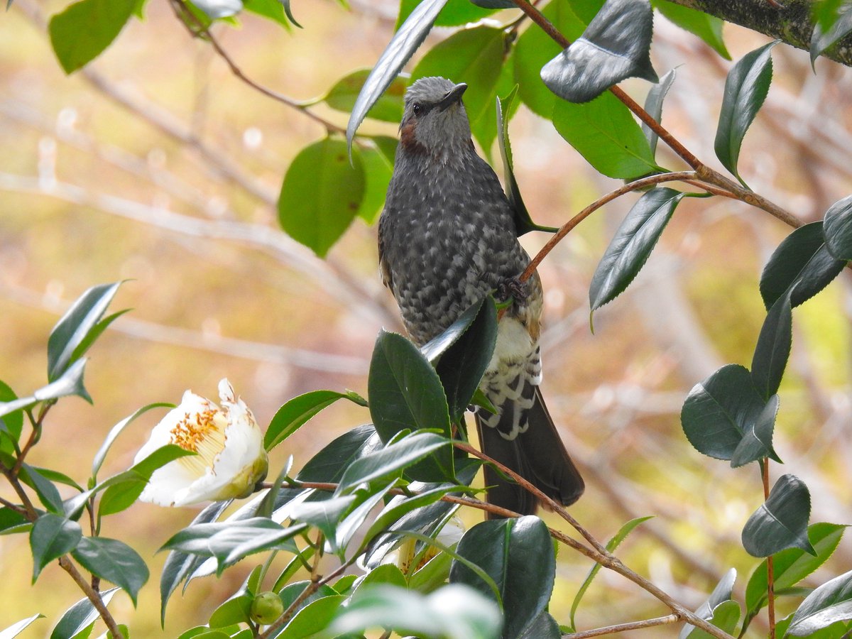 pintailduck01 tweet picture