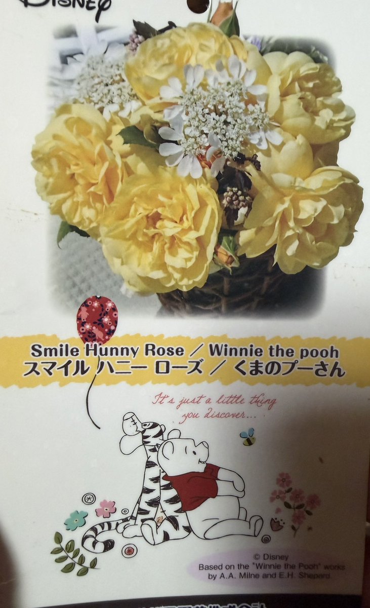 shiboreAA's tweet photo. 薔薇の新苗購入して2年目無事に綺麗に咲いてくれた〜
赤い薔薇は大輪(大きく)咲いてくれた。
綺麗に咲いてくれると癒される😊 https://t.co/UOqKQbbxtA