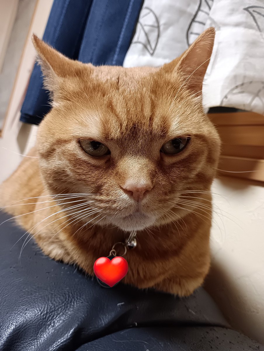 ひなた🐱(マンチカン♂) tweet media