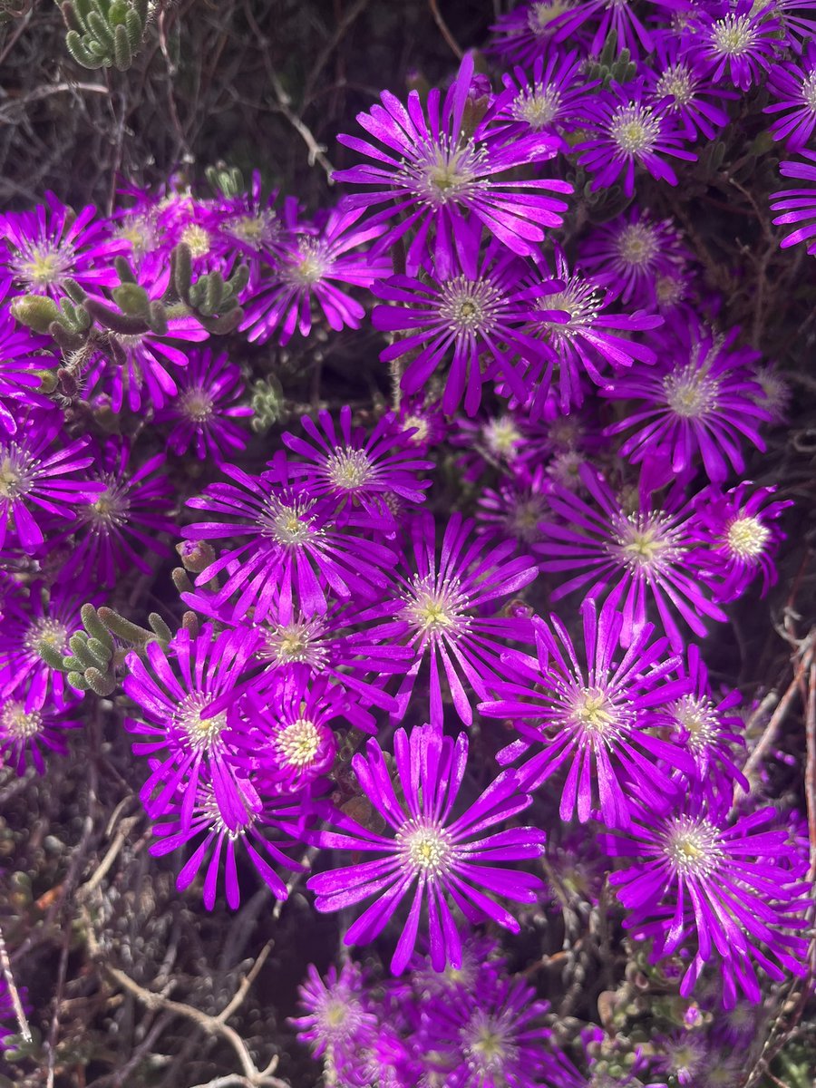 fatmaa1_34's tweet photo. Şu rengin güzelliği💜
Sonunda beklenen o mevsim geldi.. #cumartesi https://t.co/7Ag2ye6aDB
